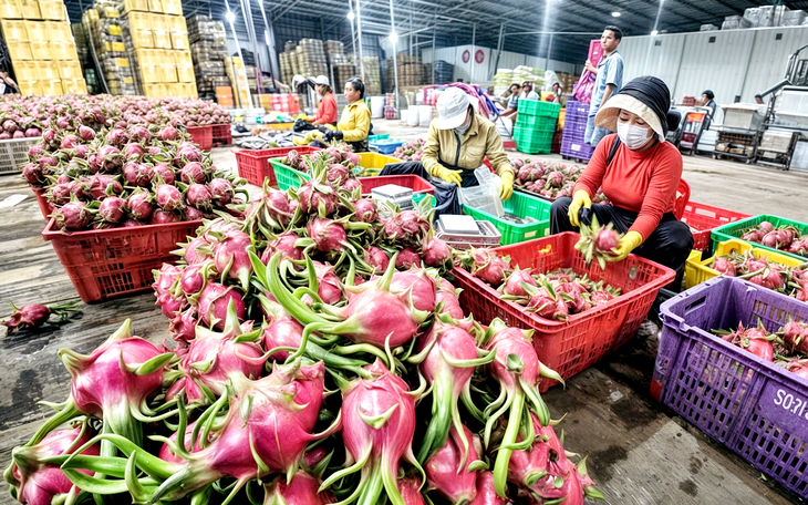 Thanh long rớt giá, nhà vườn gặp khó - Ảnh 3.