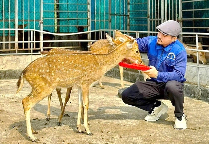 nhung hươu - Ảnh 1.