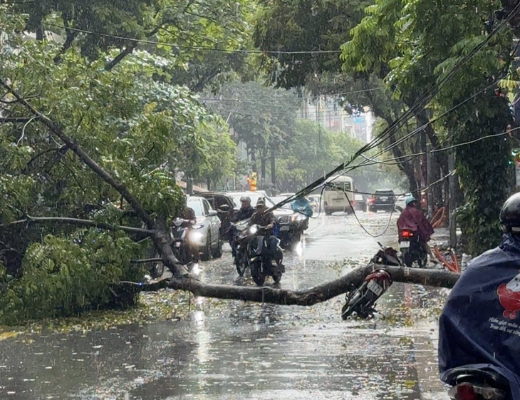 cây xanh - Ảnh 1.