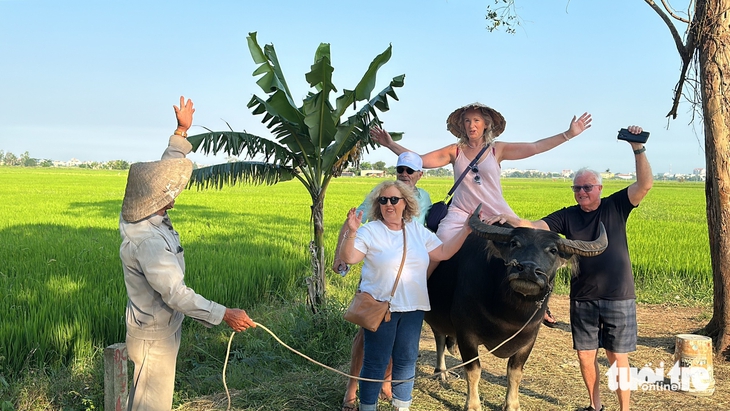 Du khách hào hứng trải nghiệm cưỡi trâu, chụp ảnh giữa đồng lúa ở Hội An - Ảnh 5.