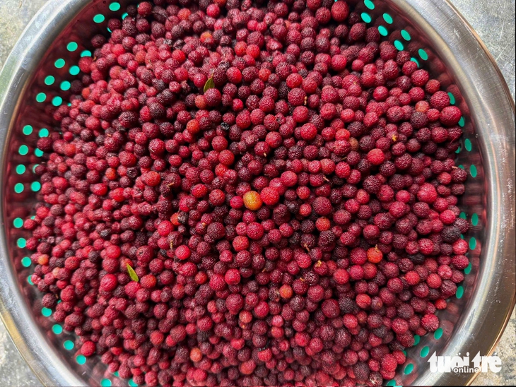 Dâu rừng chín đỏ trên dãy Hoành Sơn - Ảnh 5.