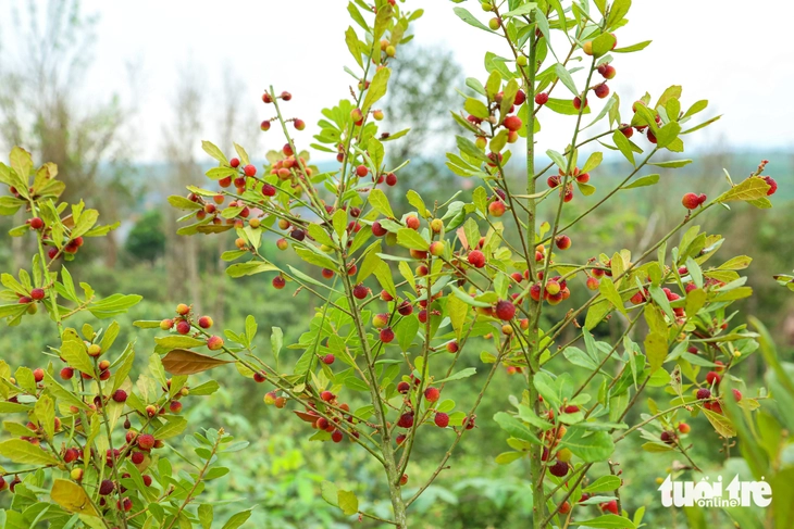 dãy Hoành Sơn - Ảnh 12.