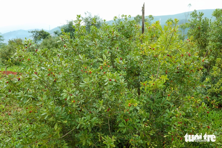 dãy Hoành Sơn - Ảnh 13.