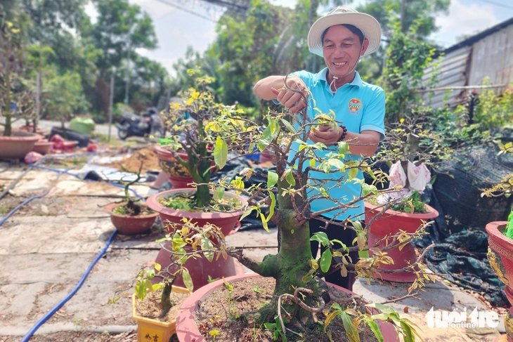 mai vàng - Ảnh 1.