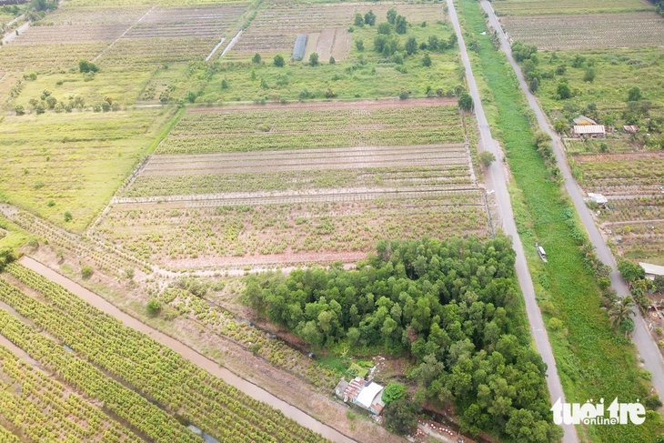 mai vàng - Ảnh 2.