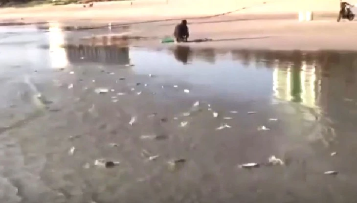 Hàng ngàn con cá trích dạt vào khu vực bờ biển Khánh Hòa, người dân nhặt về chế biến - Ảnh 1. Khánh Hòa - Ảnh 1.