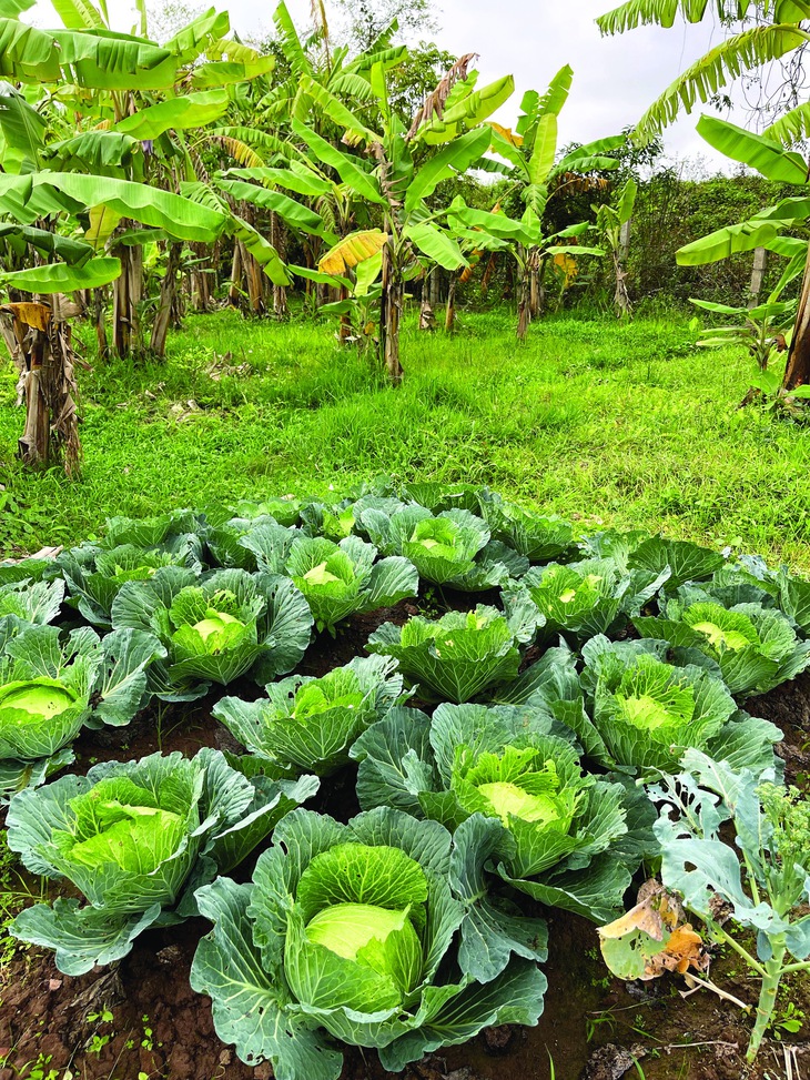 bắp cải - Ảnh 2.