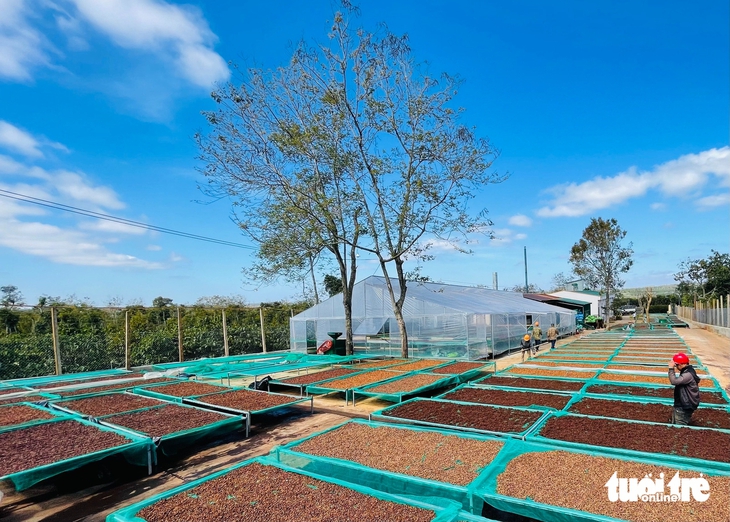 Định nghĩa lại cà phê Robusta Việt Nam, chuyển từ bán sản lượng sang bán giá trị - Ảnh 4.