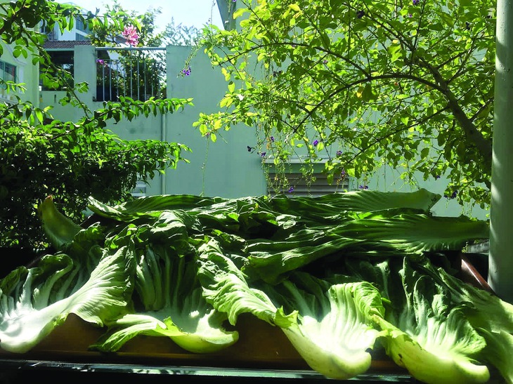 bắp cải - Ảnh 3.