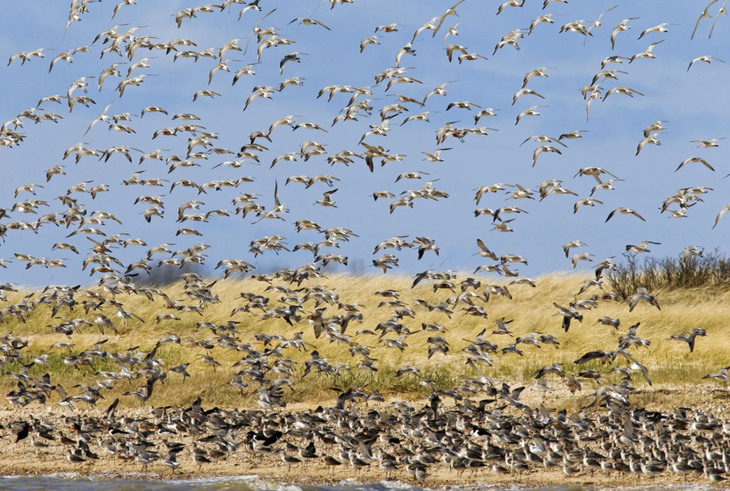 Những cuộc di cư ngoạn mục và khắc nghiệt nhất hành tinh - Ảnh 11.