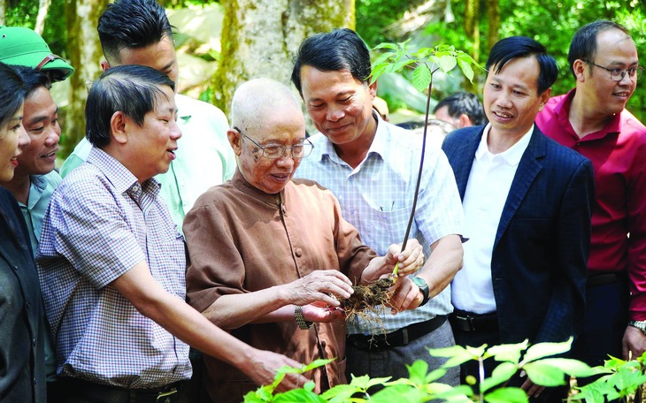 Đà Nẵng đưa ‘quốc bảo’ sâm Ngọc Linh ra chợ đêm, hướng dẫn phân biệt sâm thật, giả - Ảnh 2.