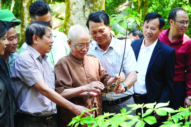 sâm ngọc linh  - Ảnh 1.