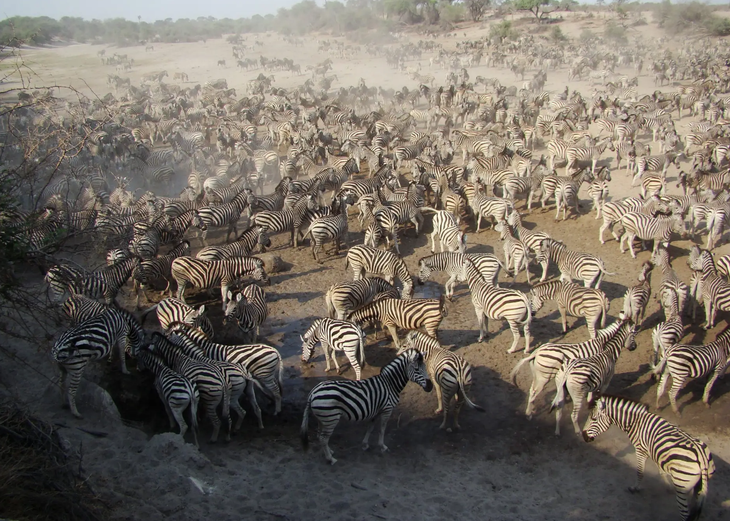 Những cuộc di cư ngoạn mục và khắc nghiệt nhất hành tinh - Ảnh 6.