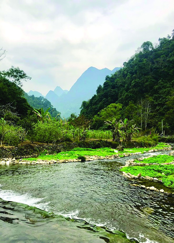 bắp cải - Ảnh 1.