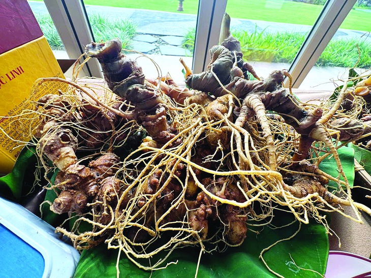 Sâm Ngọc Linh còn cần rất nhiều thứ - Ảnh 1.