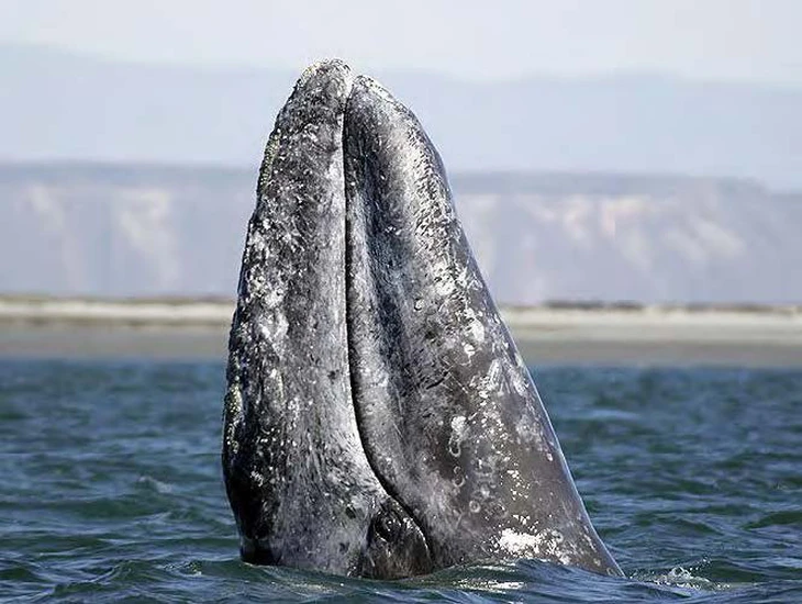 Những cuộc di cư ngoạn mục và khắc nghiệt nhất hành tinh - Ảnh 4.