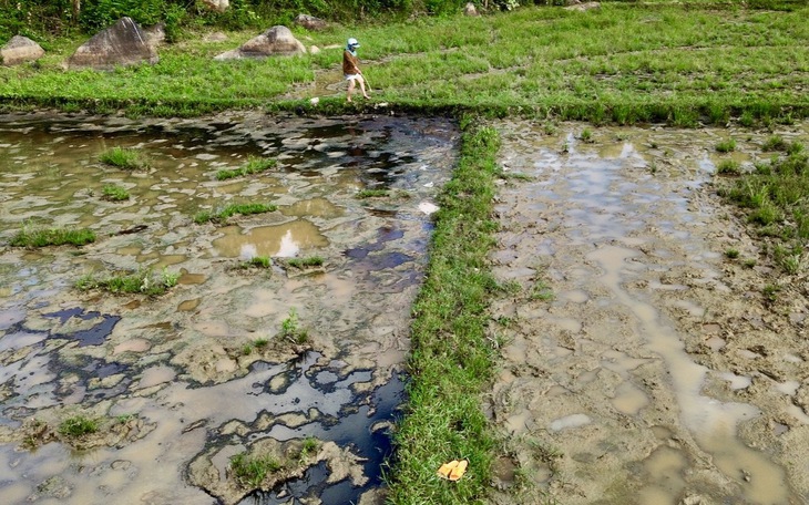 Ruộng đồng bỏ hoang vì nhiễm mặn - Ảnh 6.