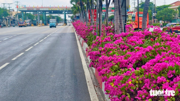 hoa giấy - Ảnh 2.