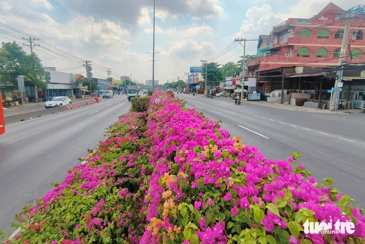 hoa giấy - Ảnh 3.