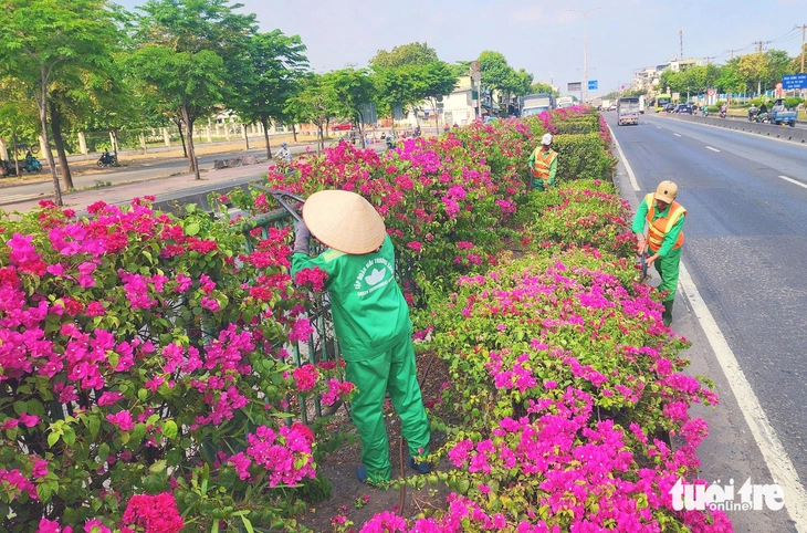 hoa giấy - Ảnh 8.