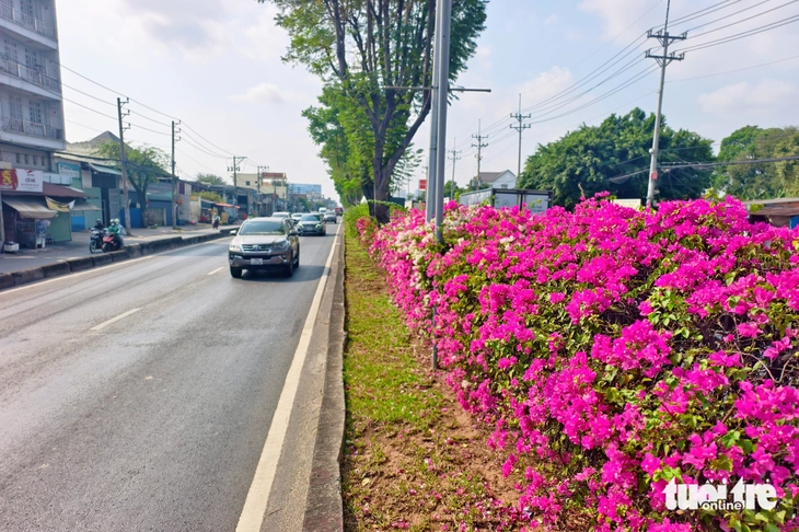 hoa giấy - Ảnh 11.