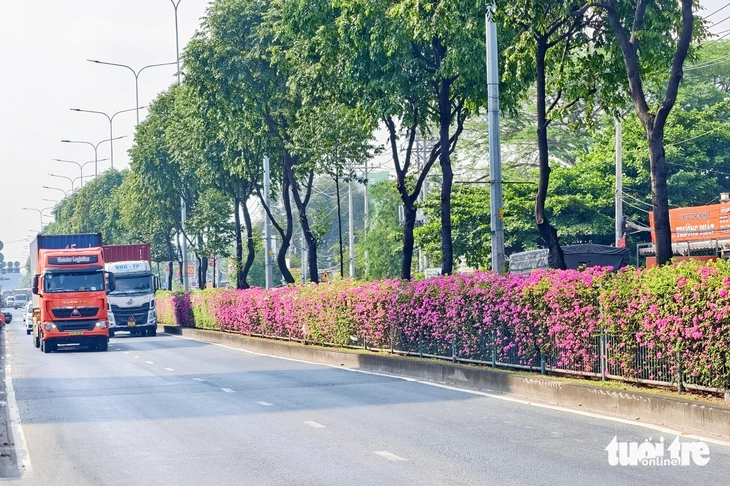 hoa giấy - Ảnh 12.