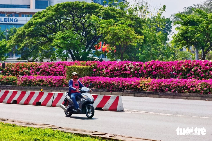 hoa giấy - Ảnh 5.