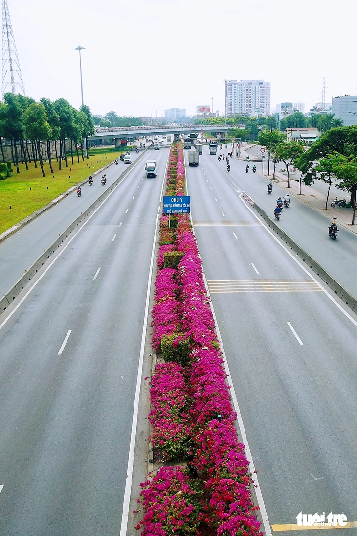 hoa giấy - Ảnh 6.