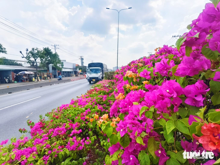 hoa giấy - Ảnh 9.