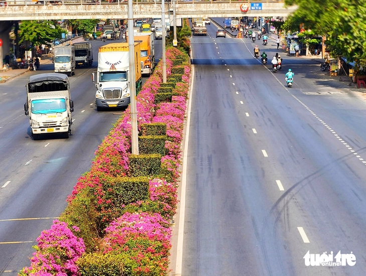 hoa giấy - Ảnh 10.