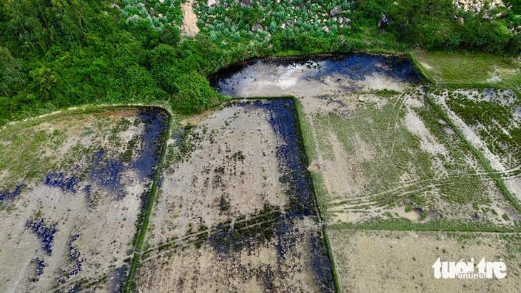 Công an điều tra vụ dầu nhớt tràn ruộng lúa bên cao tốc Chí Thạnh - Vân Phong - Ảnh 5.