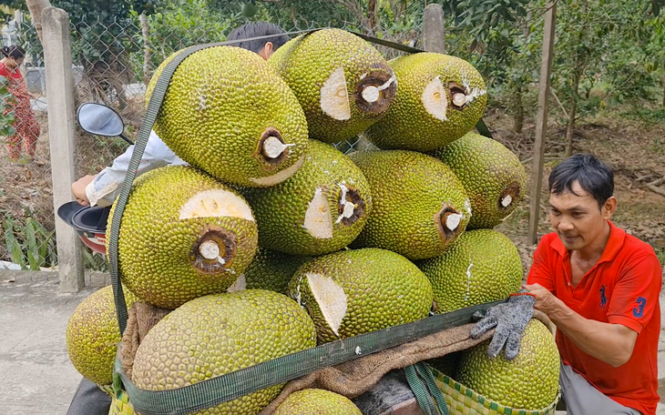 Mít rớt giá kéo dài, nhà vườn miền Tây trắng tay - Ảnh 3.