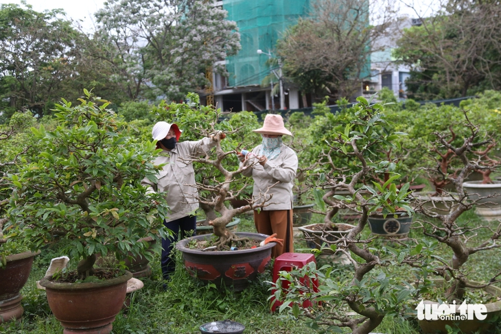 Nhà vườn - Ảnh 1.