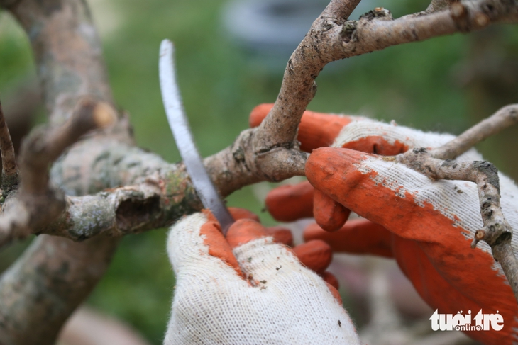 Nhà vườn - Ảnh 4.