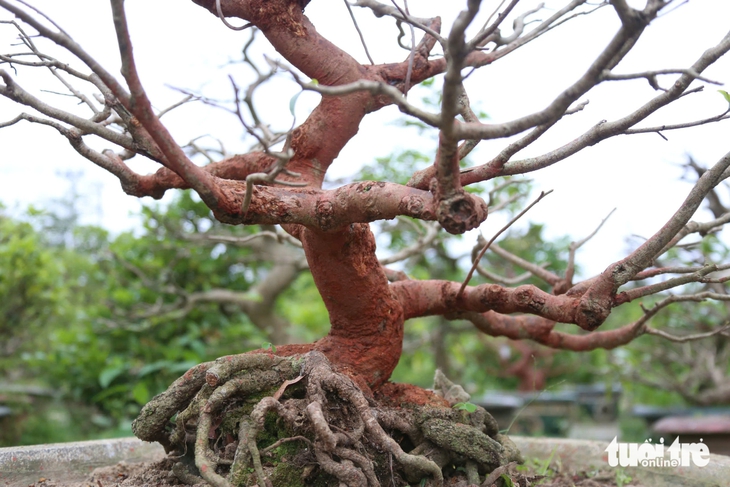 Nhà vườn - Ảnh 5.