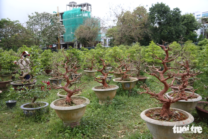 Nhà vườn - Ảnh 6.