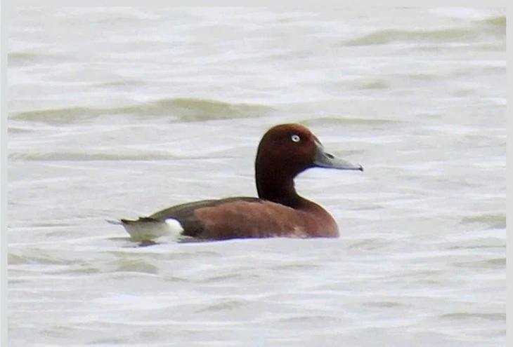 Phát hiện 4 loài chim lạ chưa từng được công bố ở Phong Nha - Kẻ Bàng - Ảnh 2.