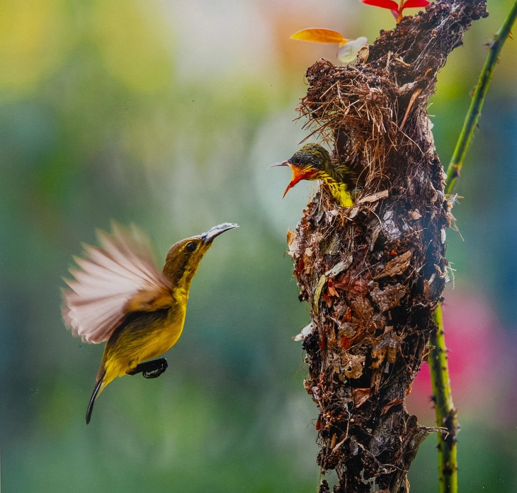 nhiếp ảnh - Ảnh 12.