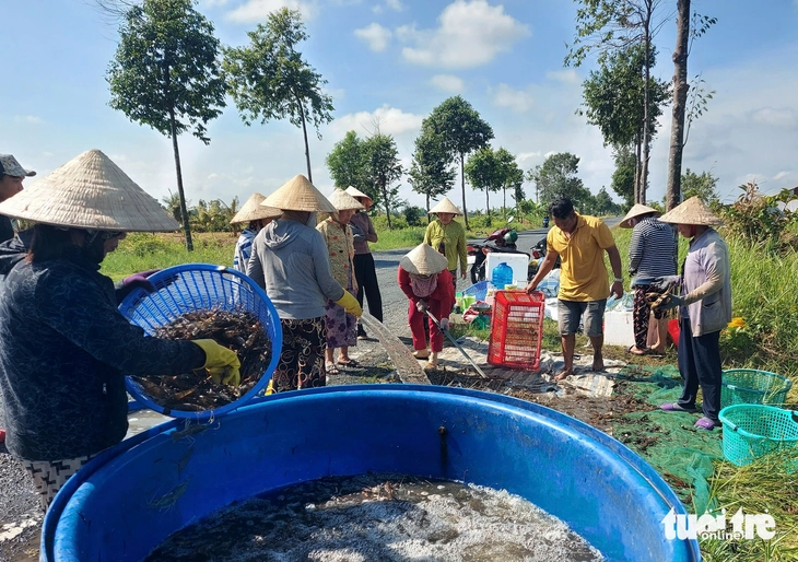 tôm càng xanh - Ảnh 3.