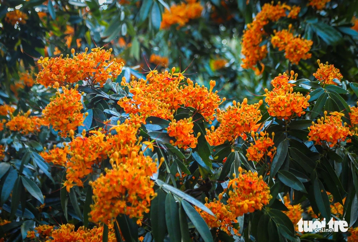 Hoa rì rừng bung nở, vẽ 'suối hoa' giữa núi rừng Đà Nẵng - Ảnh 3.