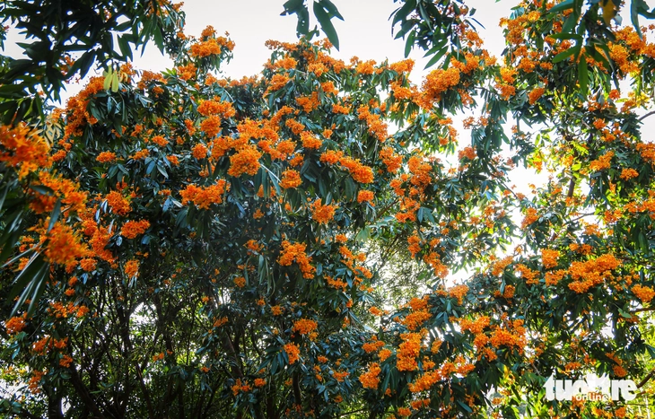 Hoa rì rừng bung nở, vẽ 'suối hoa' giữa núi rừng Đà Nẵng - Ảnh 10.