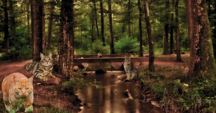 Thử tài tinh mắt - Ảnh 1.