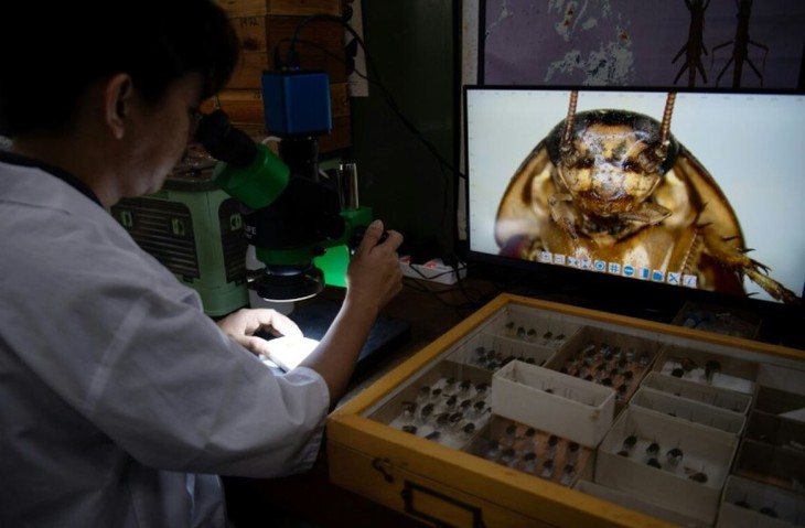 'Chúa gián Philippines': 'Thực ra gián cũng đáng yêu lắm' - Ảnh 3.