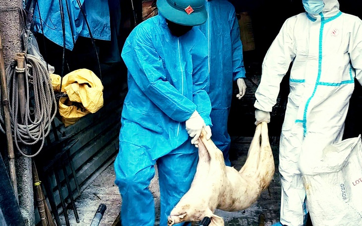 Khởi tố ba bị can đưa heo bệnh tả châu Phi bán ra thị trường - Ảnh 3.