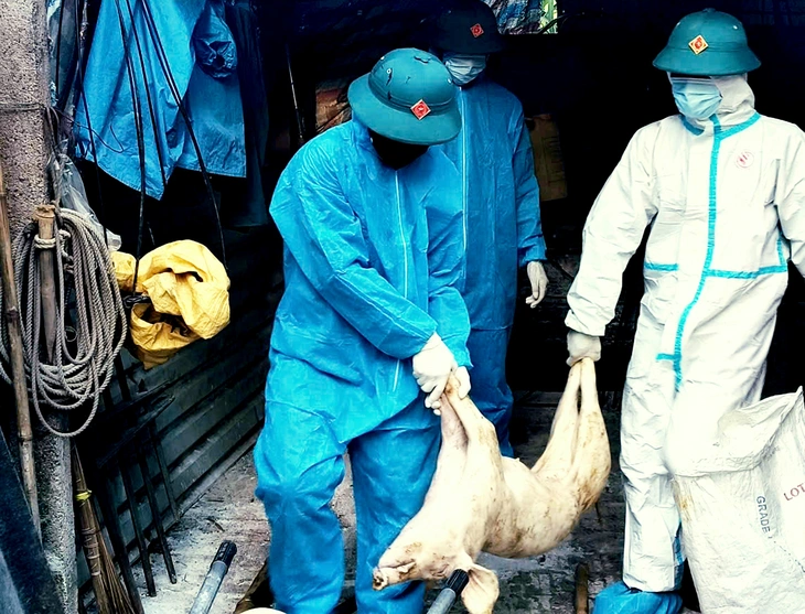 300 tấn heo bệnh vào trường học: Ăn thịt nhiễm dịch tả heo châu Phi gây hại thế nào? - Ảnh 1.