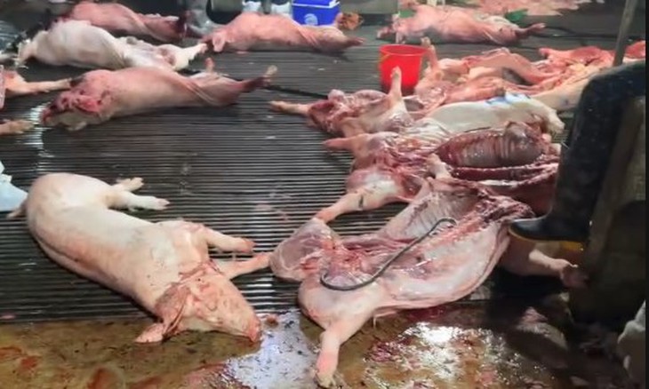 Cách cán bộ kiểm dịch vòi tiền, 'mở cửa' cho 3.600 con heo bệnh vào chợ, bếp ăn trường học - Ảnh 3.