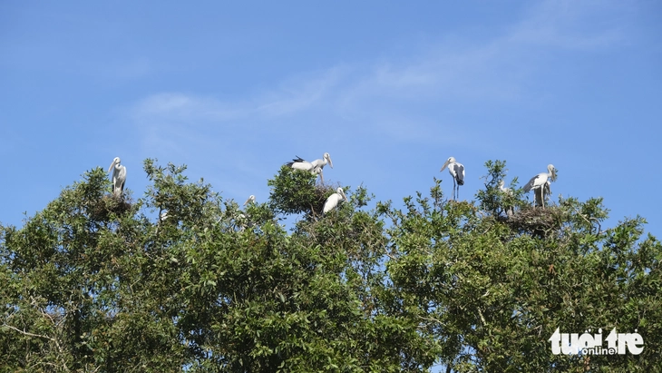 động vật hoang dã - Ảnh 1.