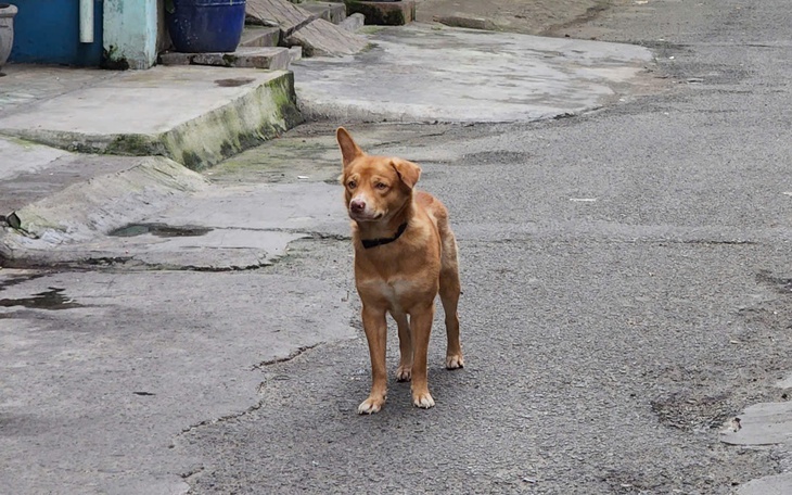 Báo động ca tử vong do dại tăng - Ảnh 2.