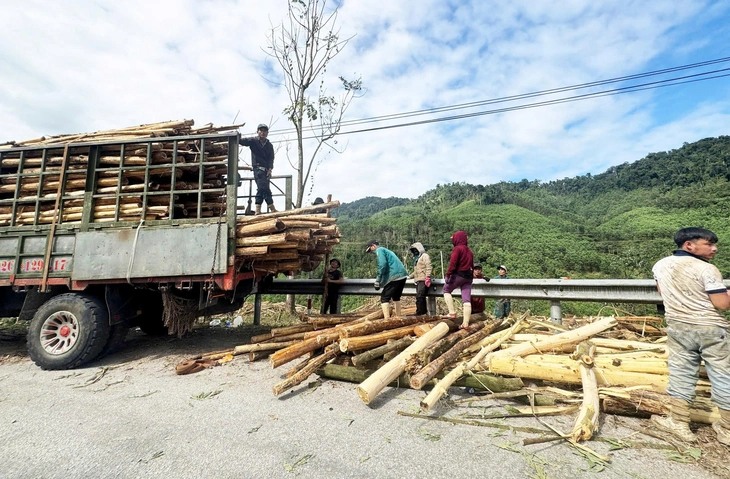 rừng keo - Ảnh 2.