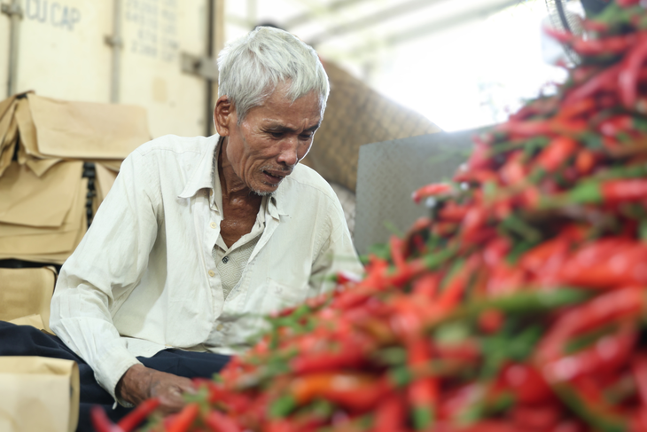 Ớt rớt giá còn 5.000 đồng/kg, nông dân Quảng Ngãi lao đao - Ảnh 1.